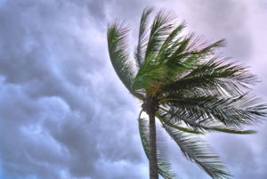 Palm fronds blowing in the wind with storm clouds in the background