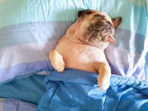 Pug sleeping in bed under a blanket with its tongue sticking out